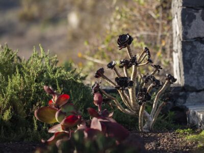 la-palma-4461023_1280 La Palma