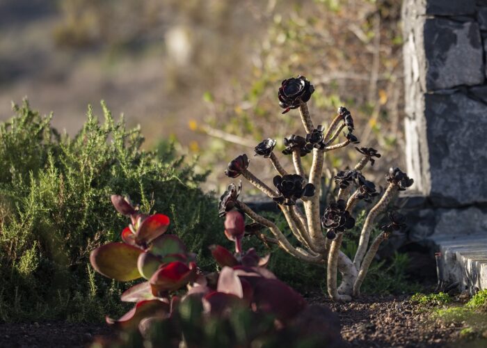 la-palma-4461023_1280 La Palma